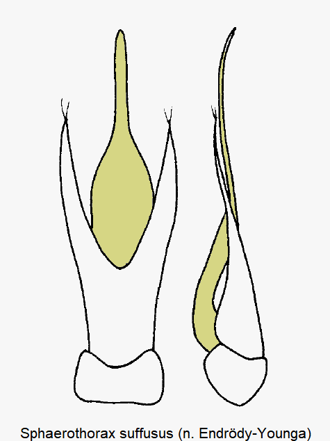 sphaerothorax_suffusus.gif