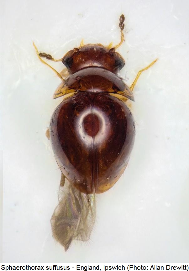 sphaerothorax_suffusus_hab.jpg