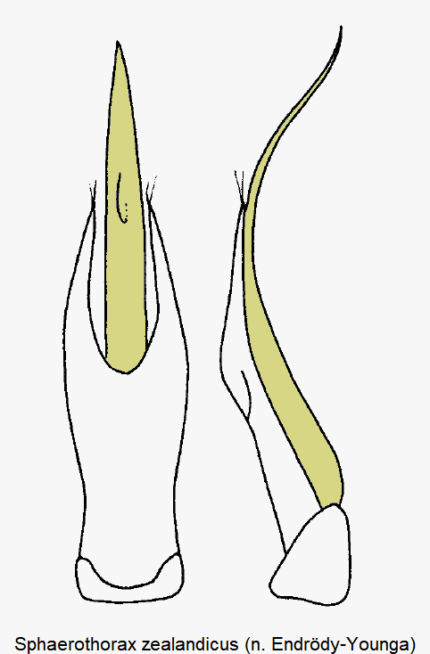 sphaerothorax_zealandicus.gif