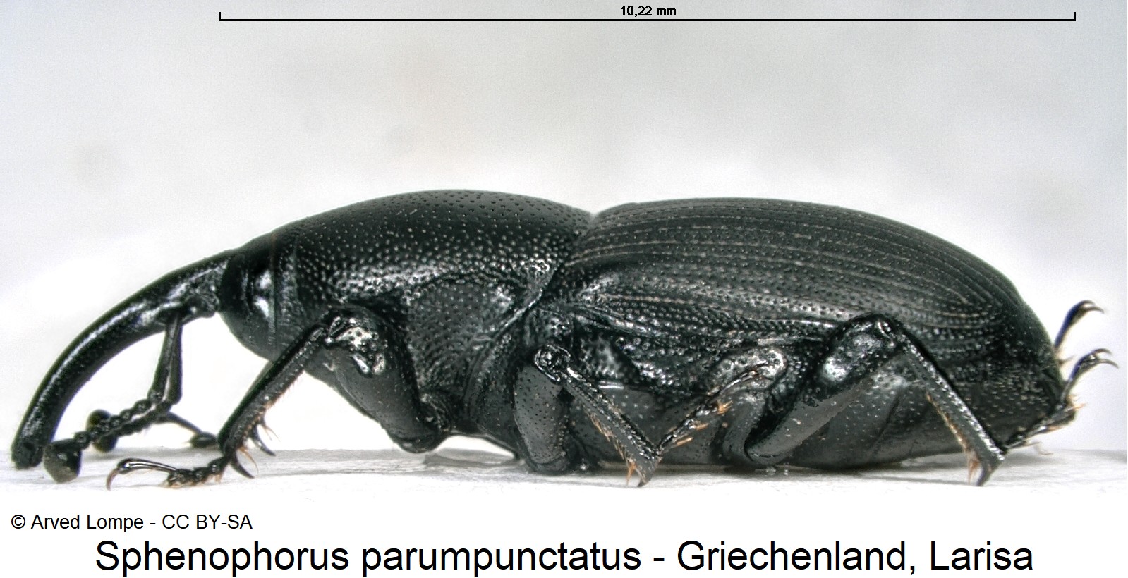 sphenophorus_parumpunctatus_ck30843832_sa.jpg