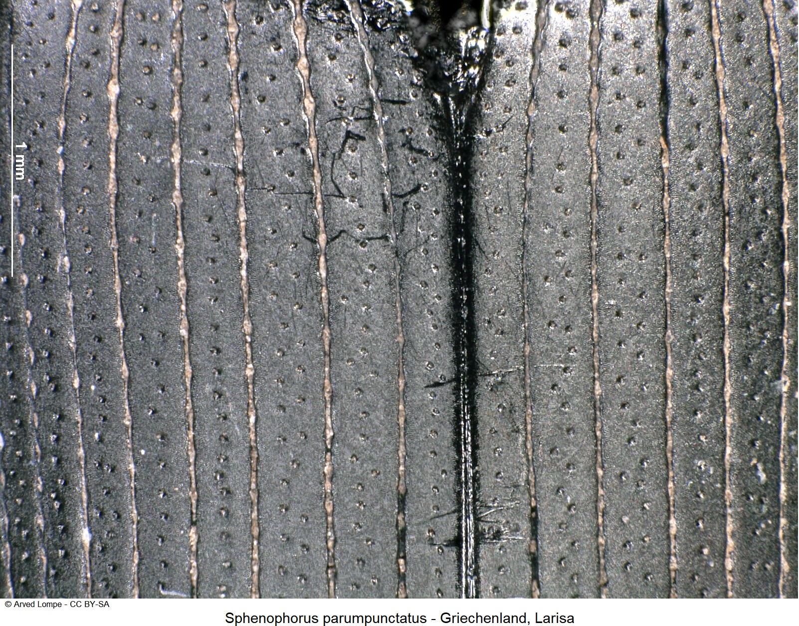 sphenophorus_parumpunctatus_ms.jpg