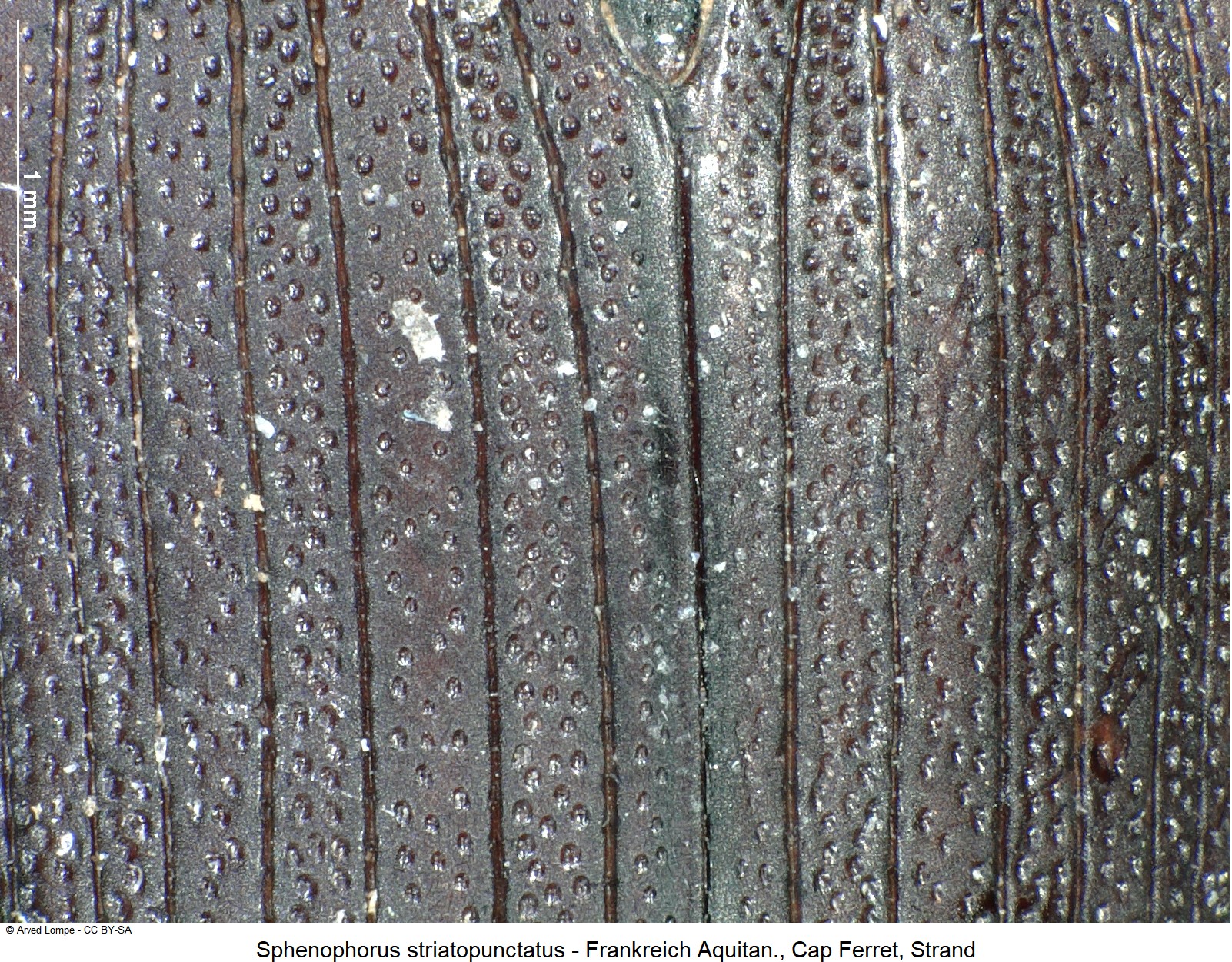 sphenophorus_striatopunctatus_ck14829_ms.jpg