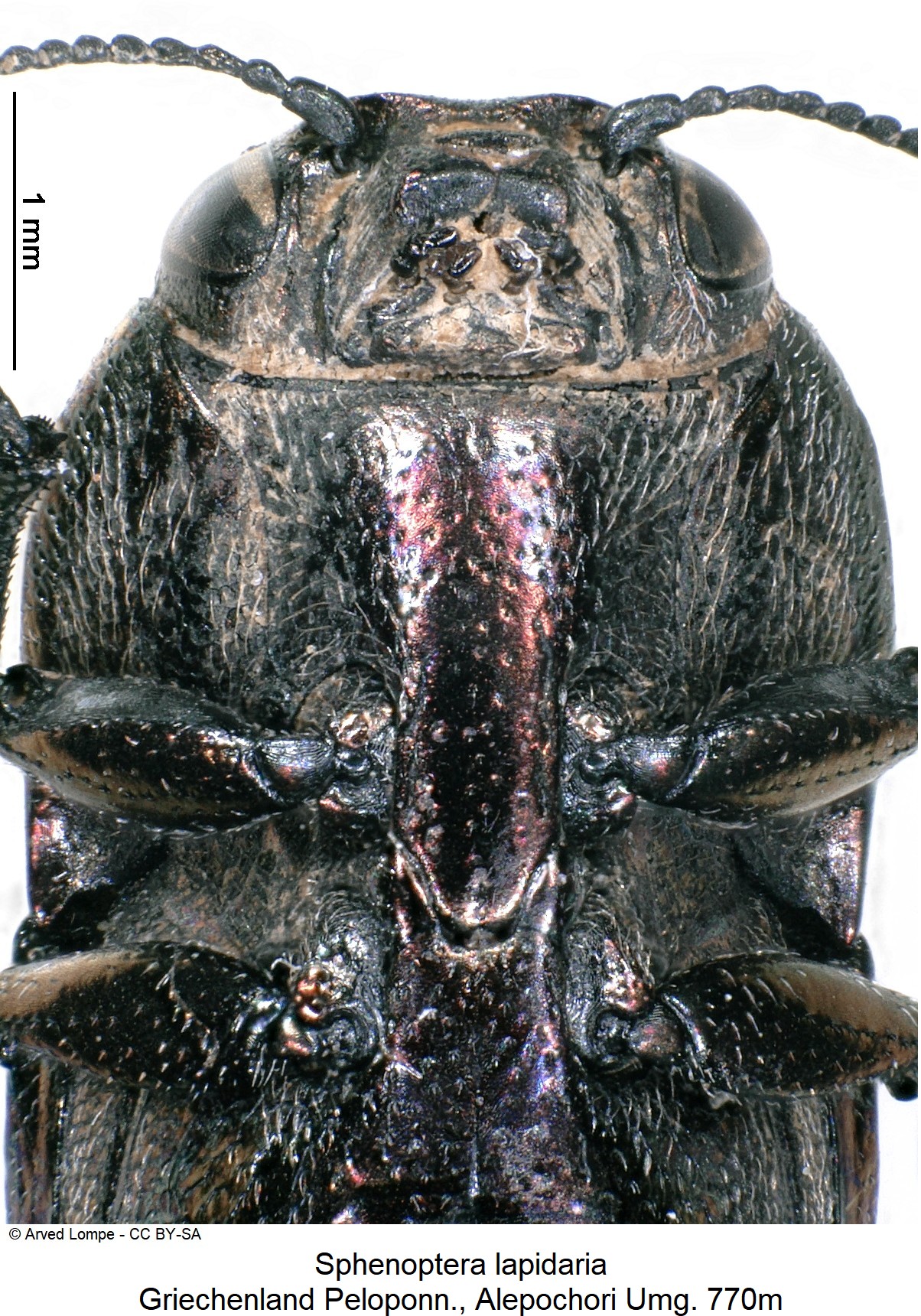 sphenoptera_lapidaria_ck34285420_vbr.jpg