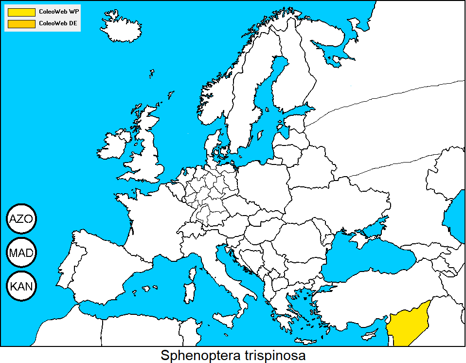 sphenoptera_trispinosa_dis.gif