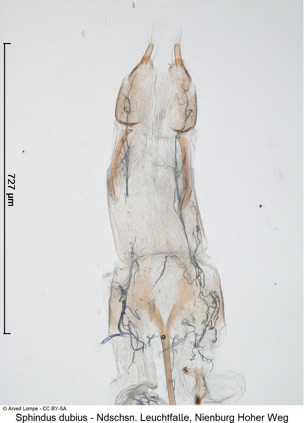 sphindus_dubius_ck38078068_ovi.jpg