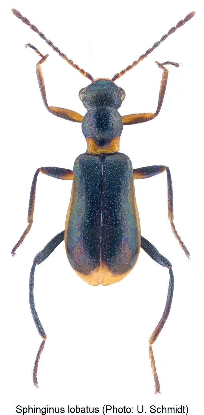 sphinginus_lobatus_hab.jpg