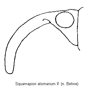 squamapion_atomarium_k.gif