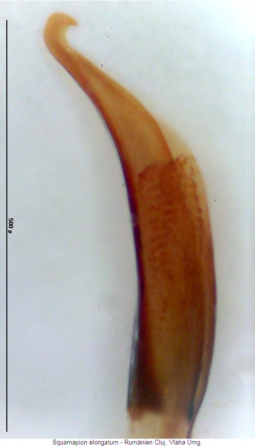 squamapion_elongatum.jpg