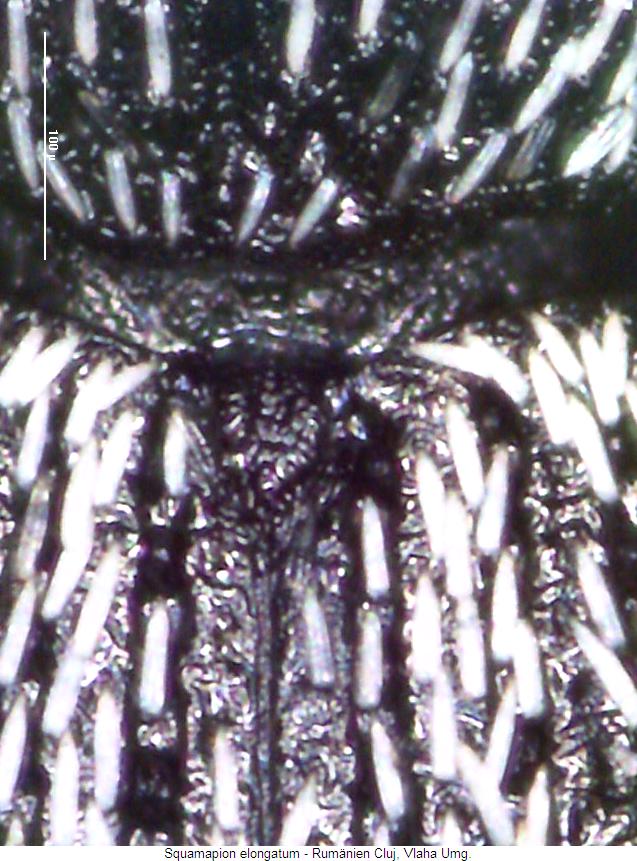 squamapion_elongatum_fld.jpg