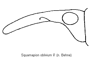 squamapion_oblivium_k.gif