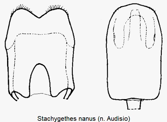 stachygethes_nanus.gif