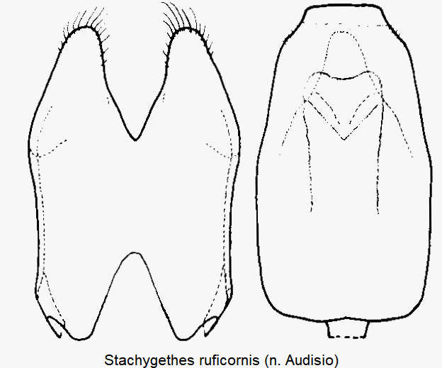 stachygethes_ruficornis.gif