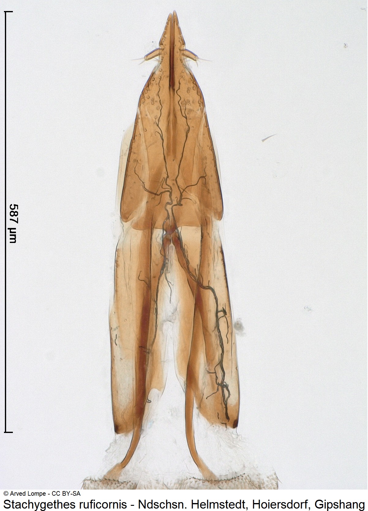 stachygethes_ruficornis_ck31708279_ovi.jpg