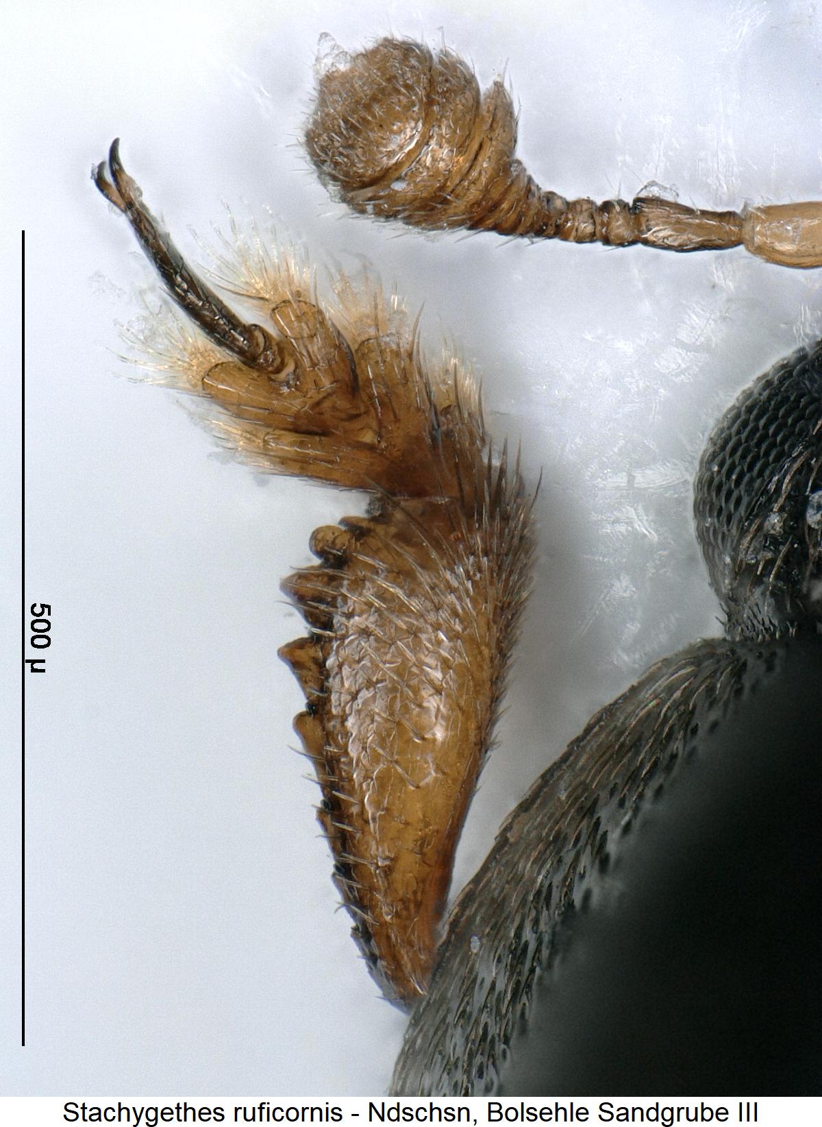 stachygethes_ruficornis_vschn.jpg