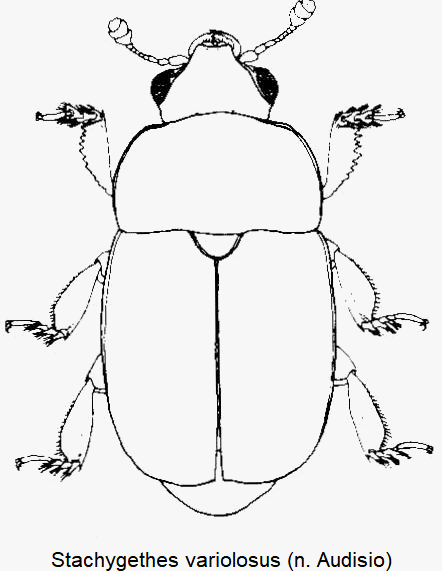 stachygethes_variolosus_hab.gif