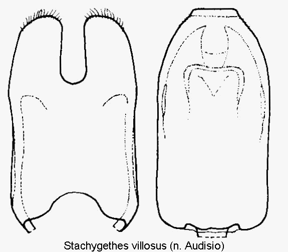 stachygethes_villosus.gif