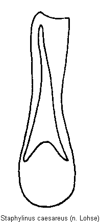 staphylinus_caesareus.gif
