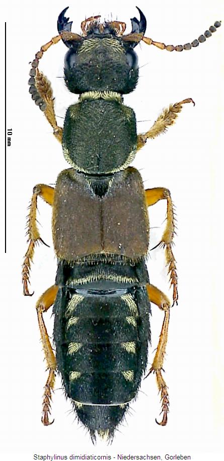 staphylinus_dimidiaticornis_hab.jpg