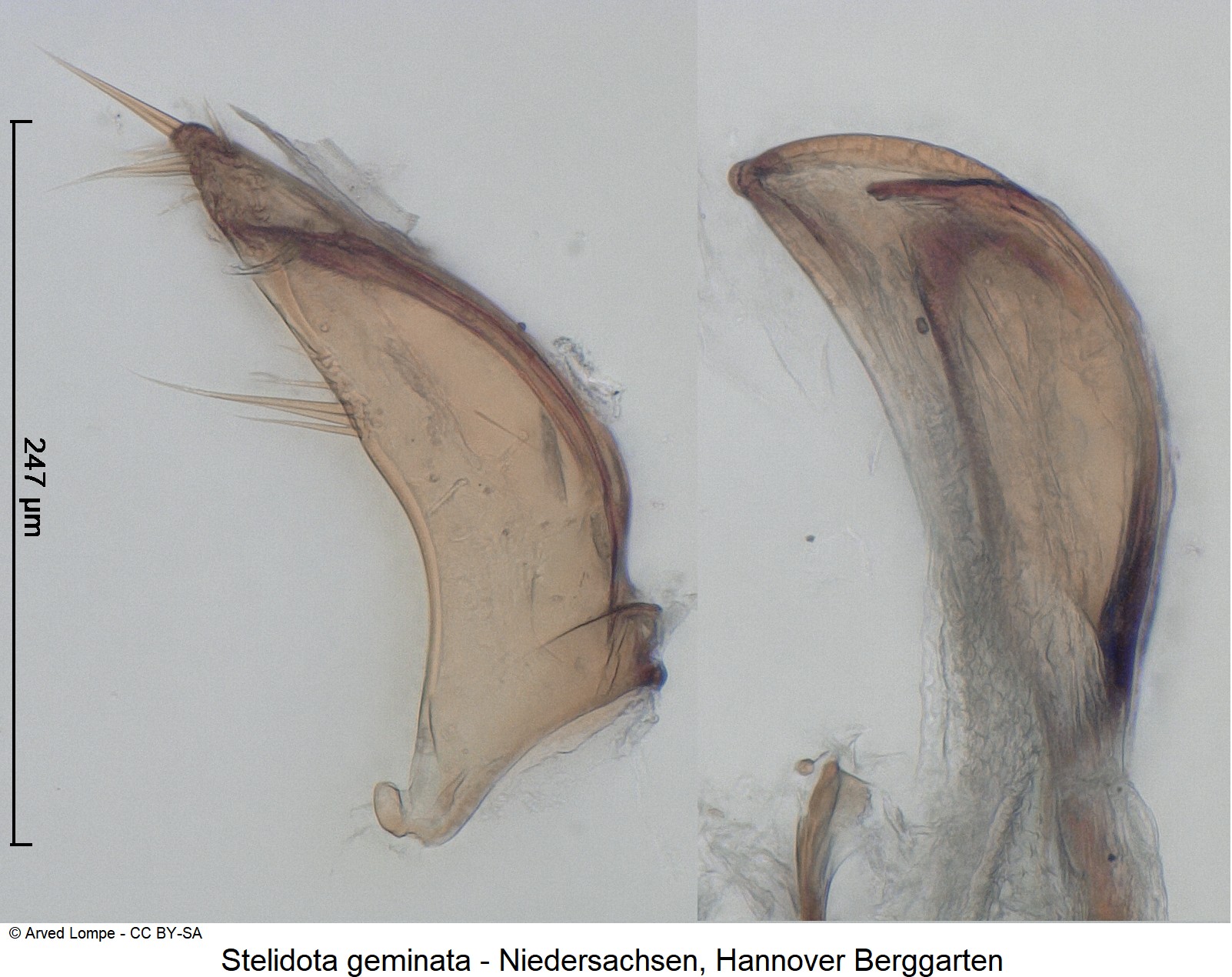 stelidota_geminata_ck36236381-1.jpg