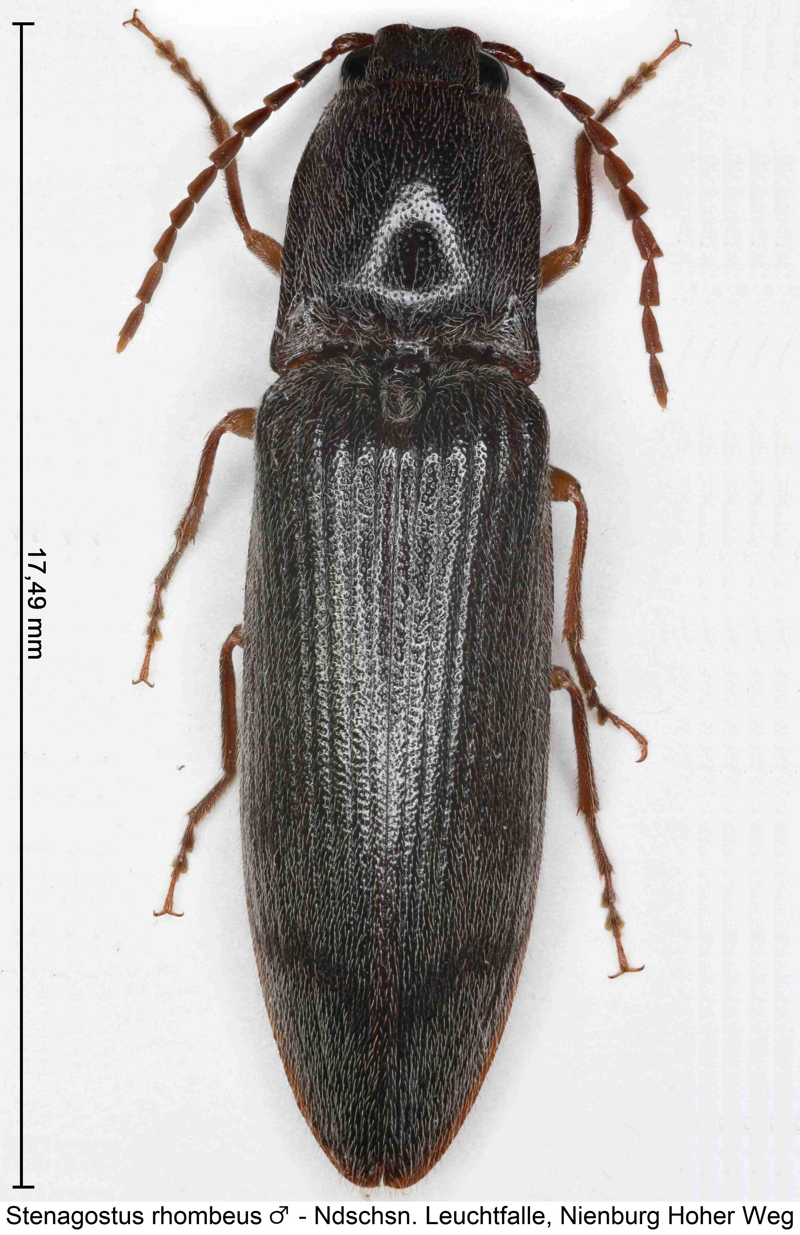 stenagostus_rhombeus_m_hab.jpg