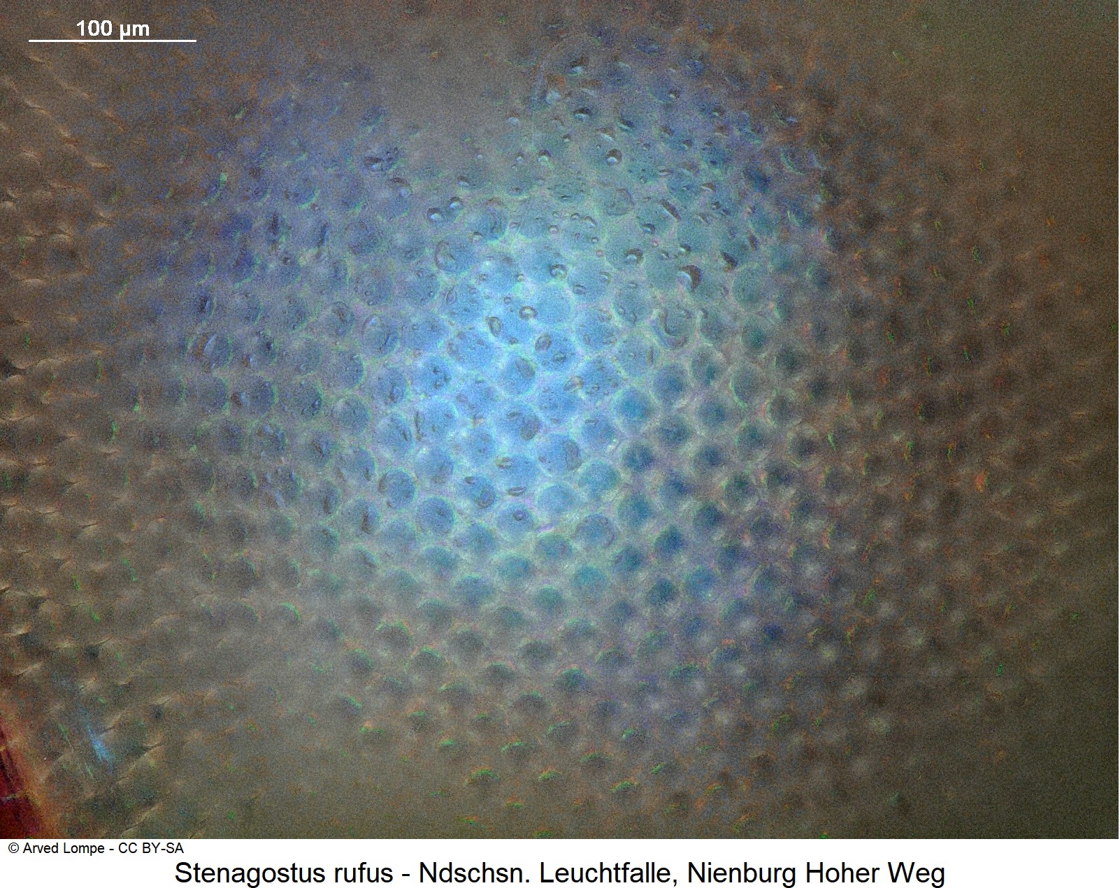 stenagostus_rufus_ck36247613_aug.jpg