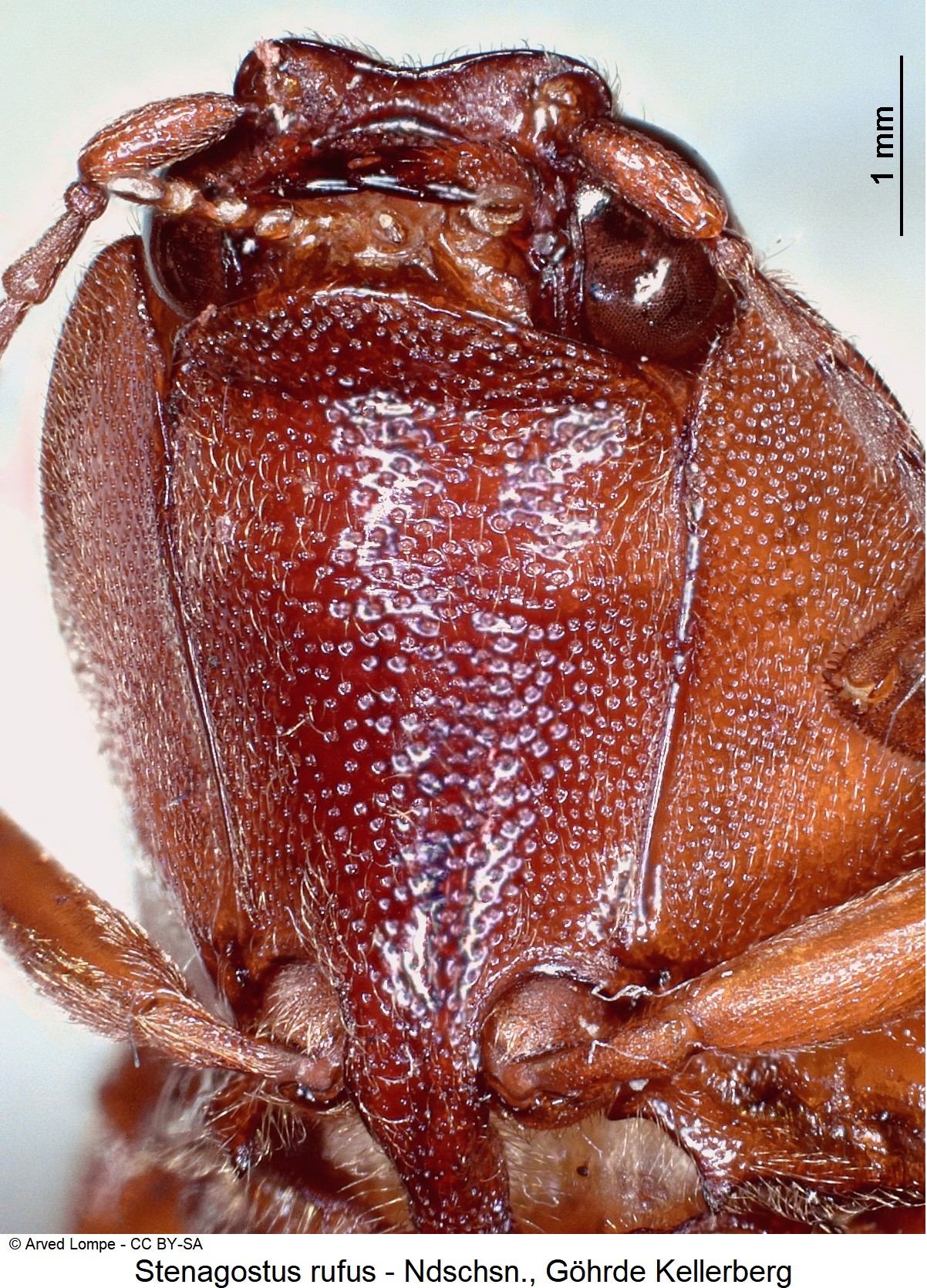 stenagostus_rufus_ck7075_vbr.jpg