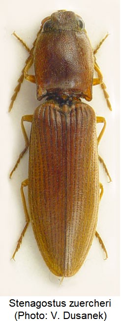 stenagostus_zuercheri_hab.jpg
