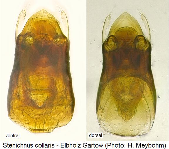 stenichnus_collaris1.jpg