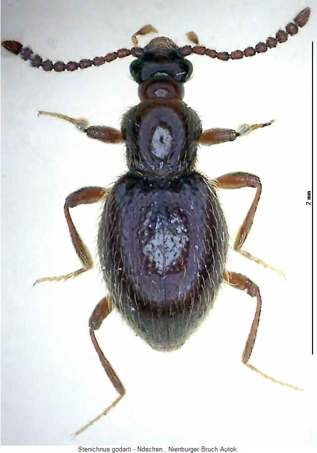 stenichnus_godarti_hab.jpg