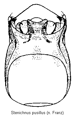 stenichnus_pusillus.gif