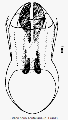 stenichnus_scutellaris.gif