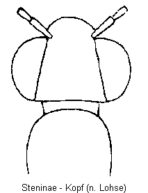 steninae_k.gif