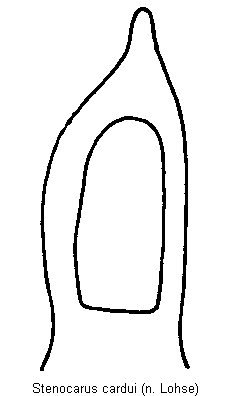 stenocarus_cardui.gif