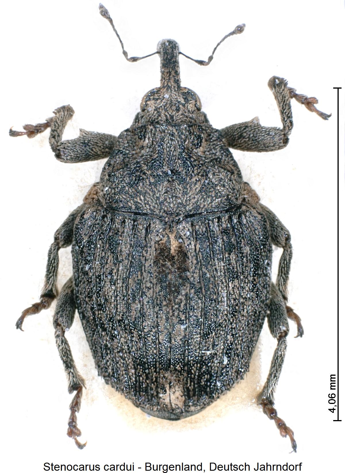 stenocarus_cardui_hab.jpg