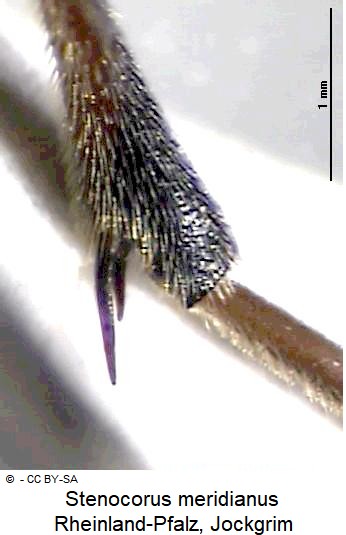 stenocorus_meridianus_hschn.jpg