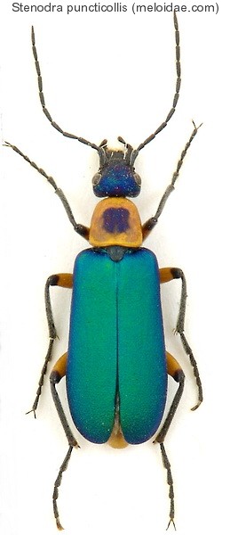 stenodera_puncticollis.jpg