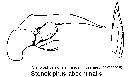 stenolophus_abdominalis.gif
