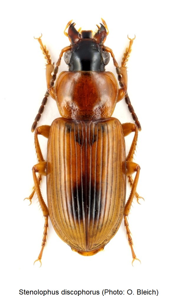 stenolophus_discophorus_hab.jpg