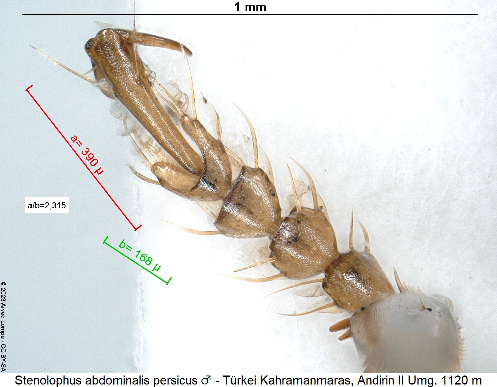 stenolophus_persicus_m_vtr1.jpg