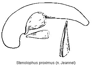 stenolophus_proximus.gif