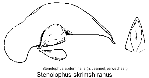 stenolophus_skrimshiranus.gif