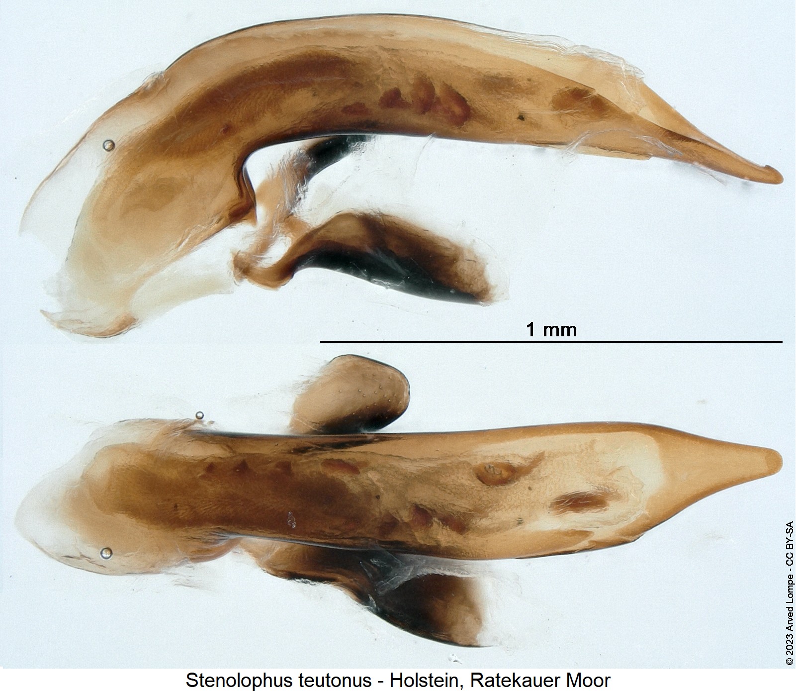 stenolophus_teutonus4.jpg