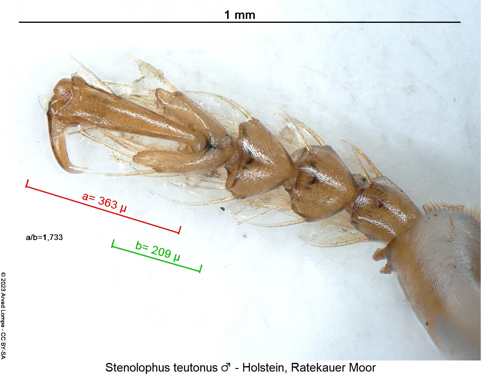stenolophus_teutonus_m_vtr.jpg