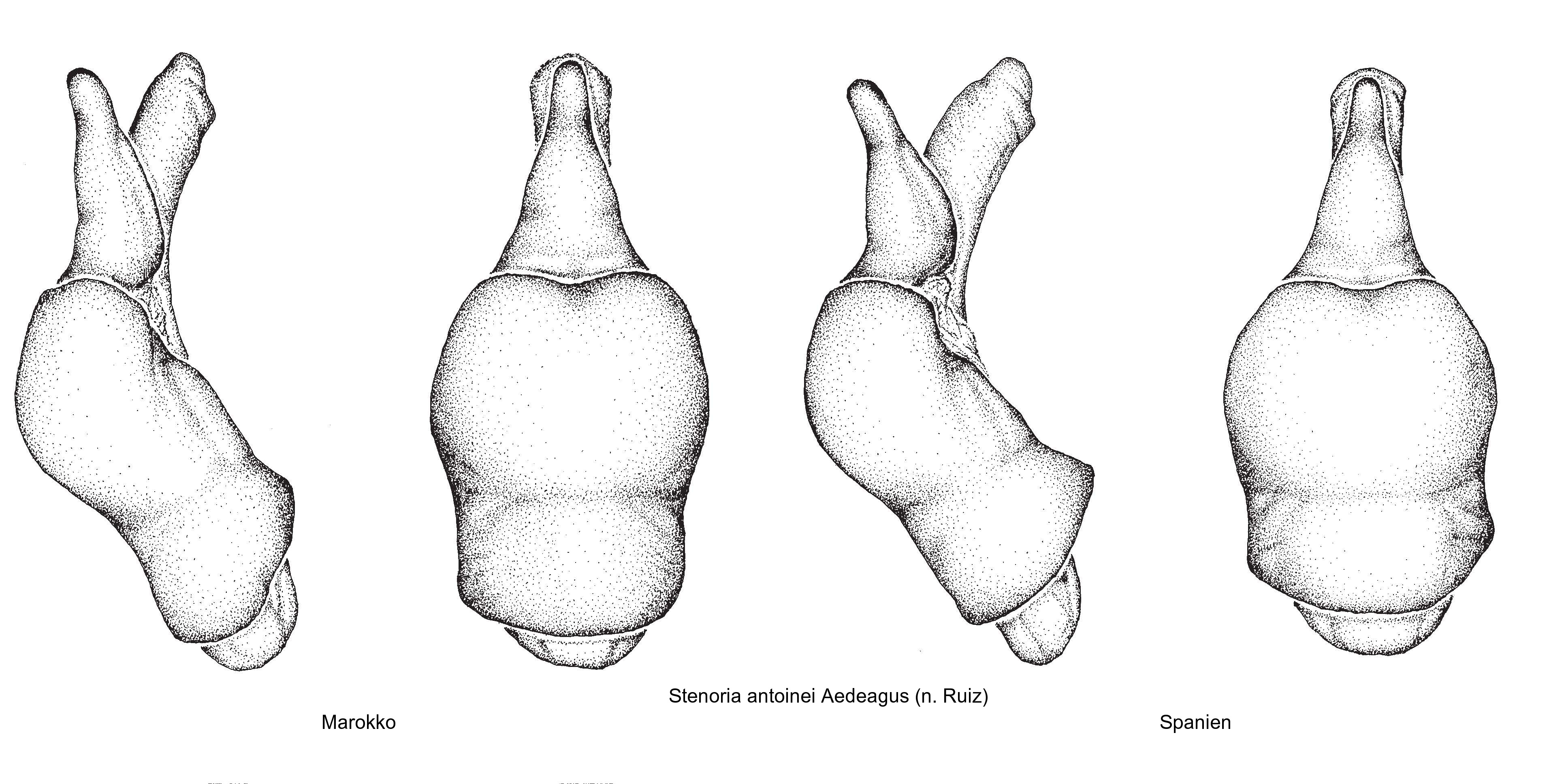 stenoria_antoinei_aed.jpg