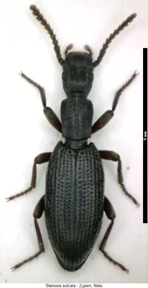 stenosis_sulcata_hab.jpg