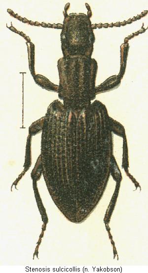 stenosis_sulcicollis_hab.jpg