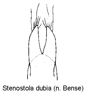 stenostola_dubia_pm.gif