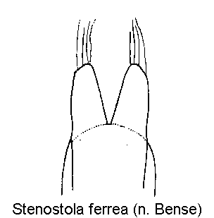 stenostola_ferrea_pm.gif