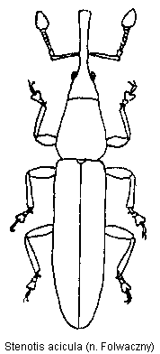 stenotis_acicula_hab.gif