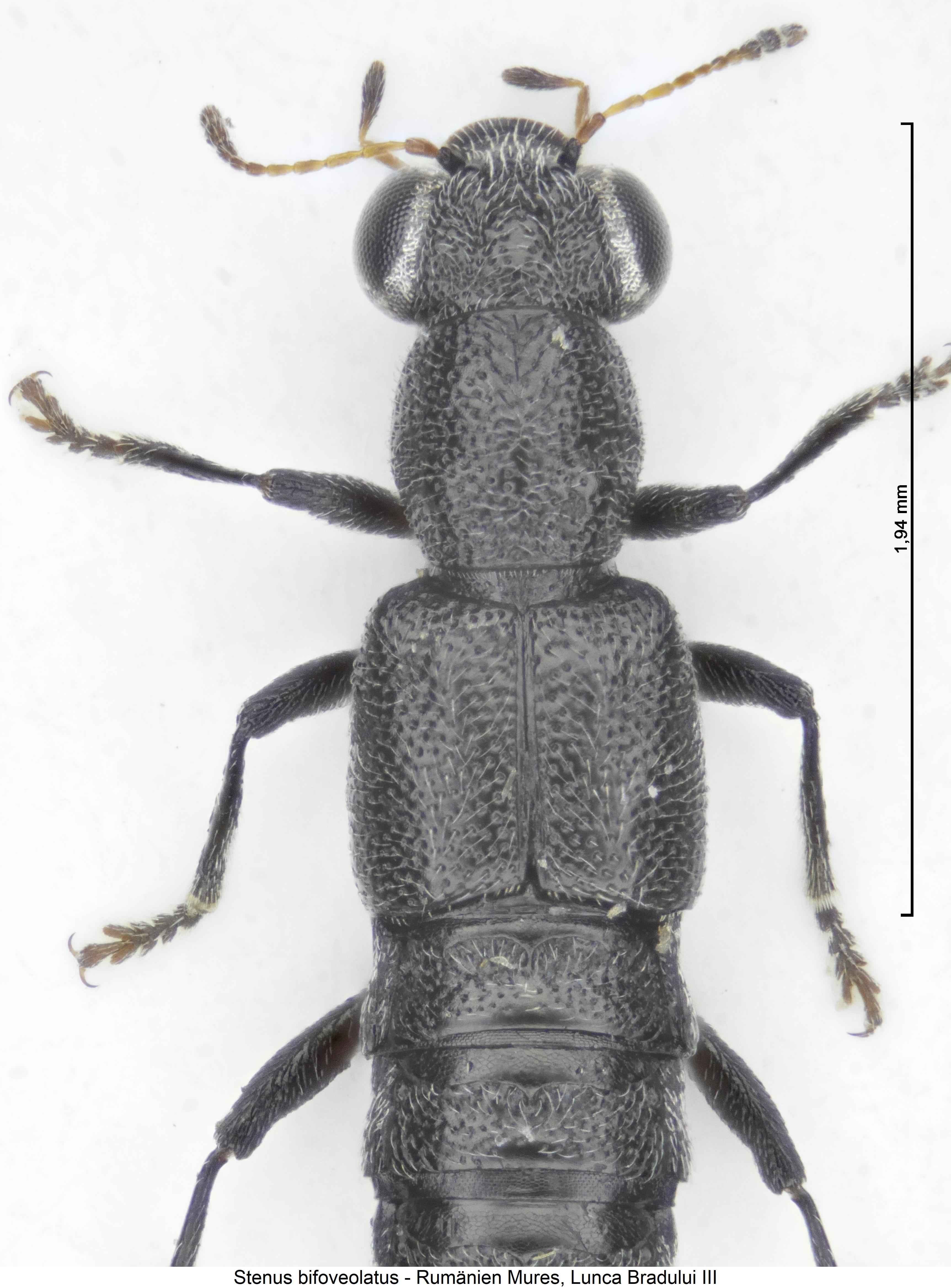 stenus_bifoveolatus_vk.jpg
